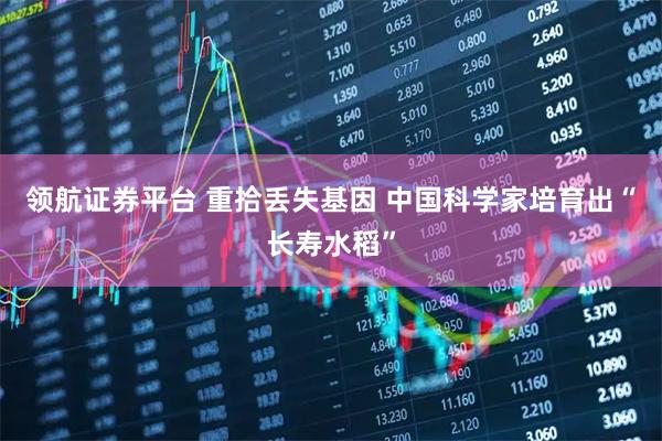 领航证券平台 重拾丢失基因 中国科学家培育出“长寿水稻”