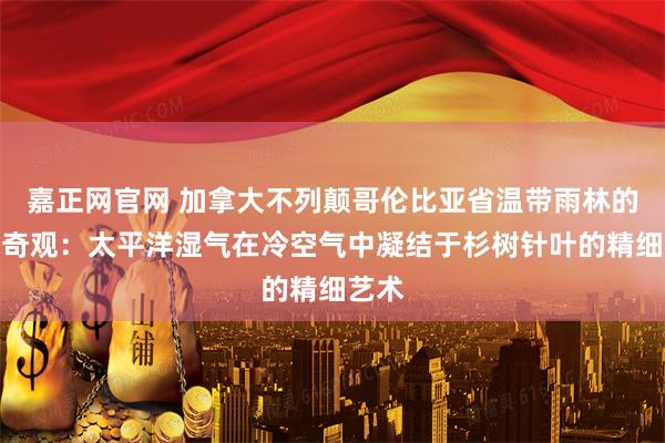 嘉正网官网 加拿大不列颠哥伦比亚省温带雨林的冰挂奇观：太平洋湿气在冷空气中凝结于杉树针叶的精细艺术